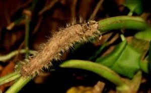 uploads/images/pest/guava hairy caterpillar.jpg
